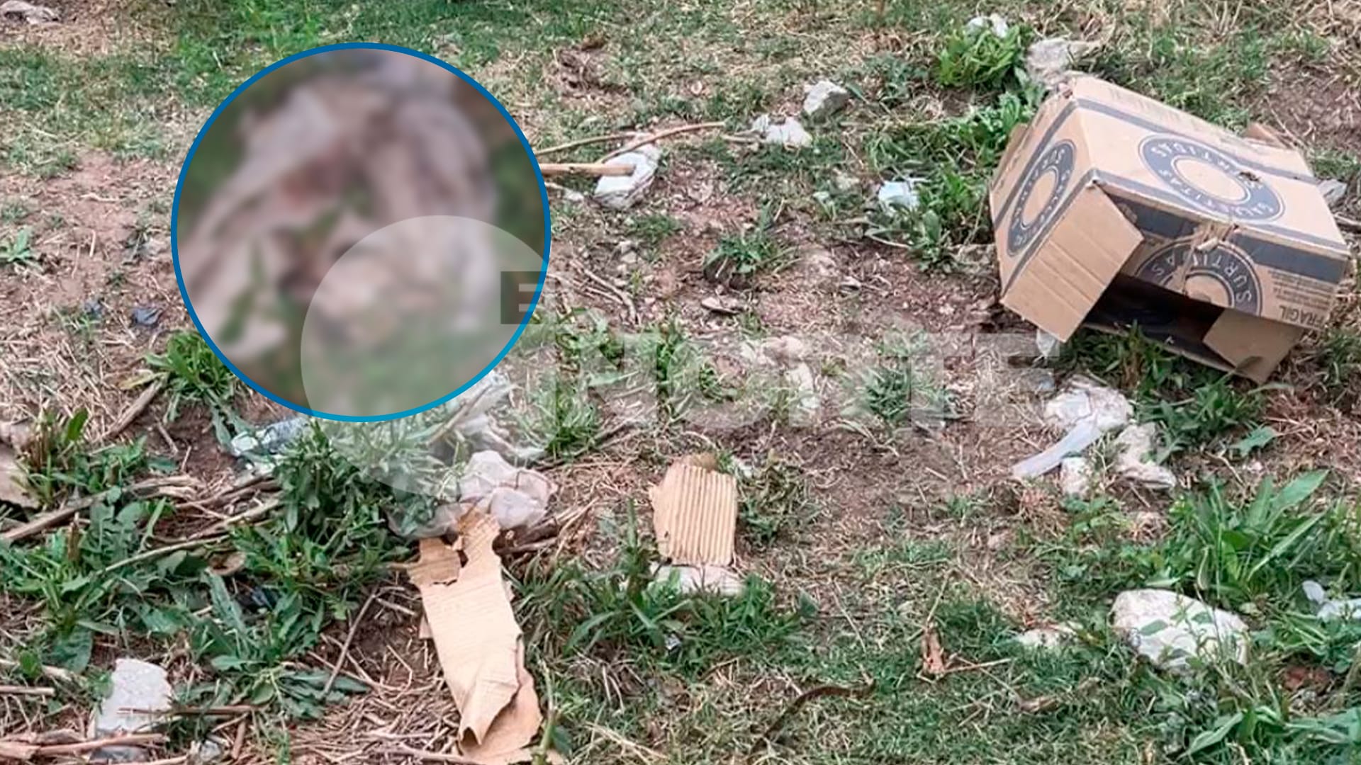 Insensible hecho en barrio Los Pinos: un hombre abandonó a una perra que estaba agonizando