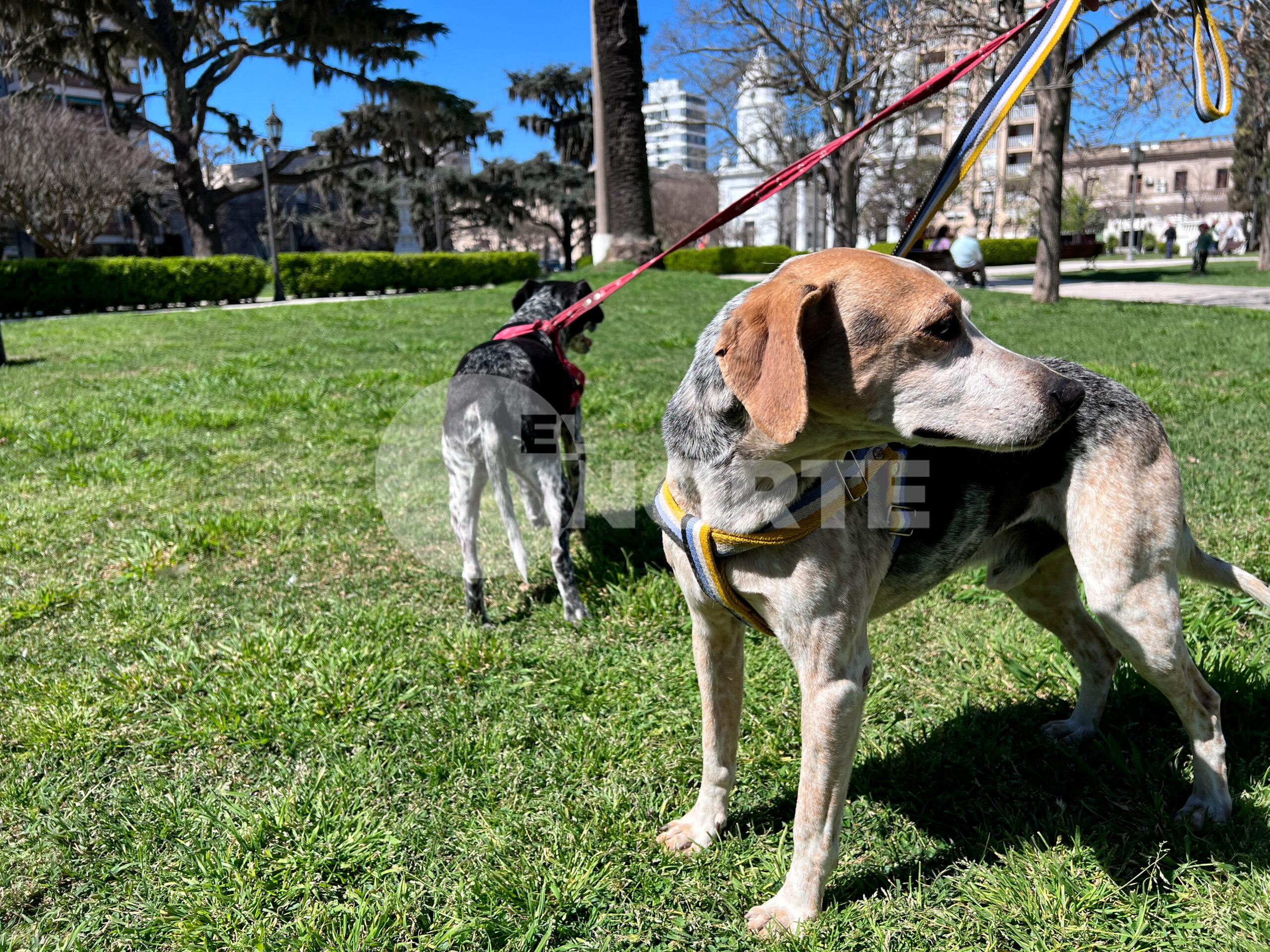 ¿Cuánto cuesta mantener por mes a una mascota en 2025? El precio de cuidar perros y gatos en San Nicolás
